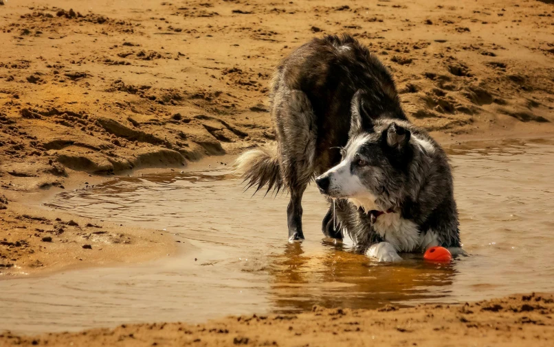 a couple of dogs playing in some water