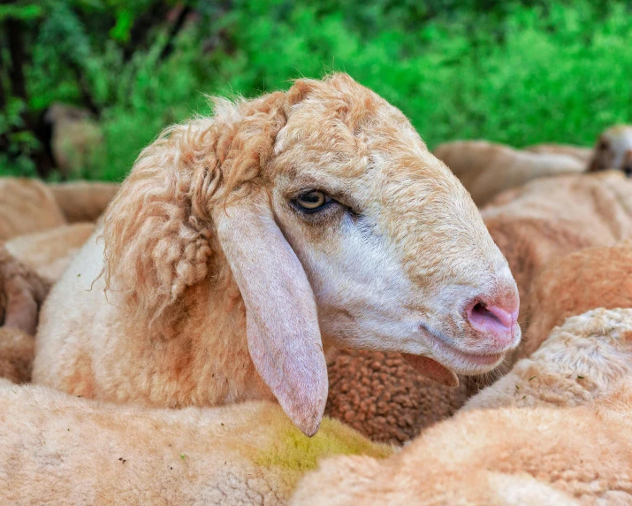 an animal with very hairy wool laying in a pile