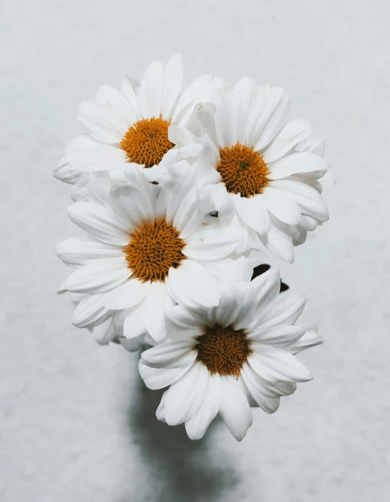 three white flowers with one yellow center in front
