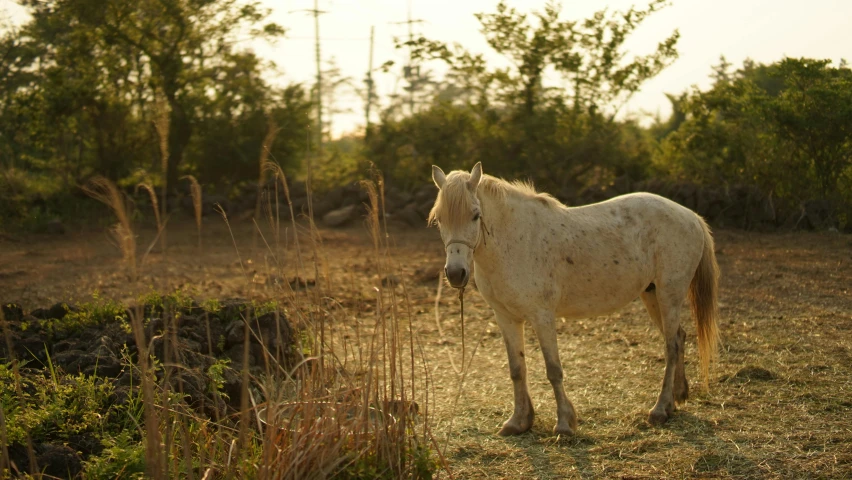 a white horse standing on top of a grass field