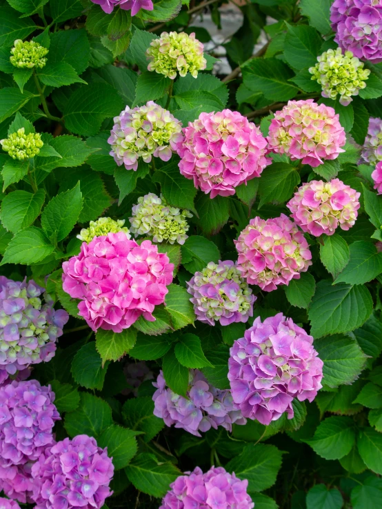 many pink and purple flowers are together