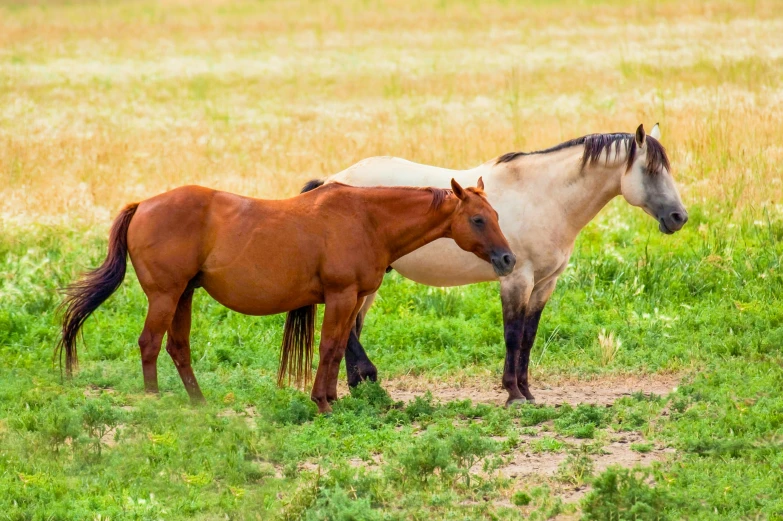 a couple of horses standing on top of a lush green field