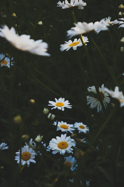 white flowers in front of dark background with no image