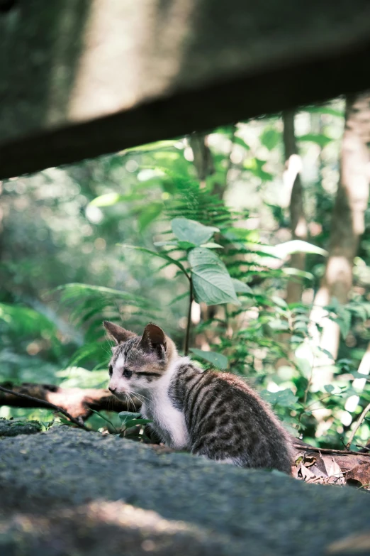 a kitten looks up from beneath a bridge in the forest