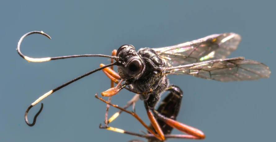 a close up of a flies insect on a weed