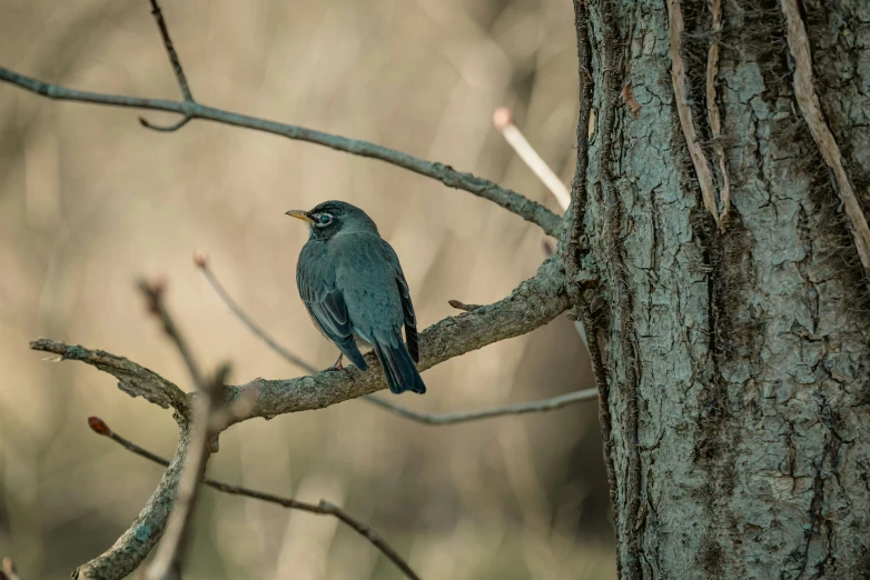 a small bird perched on top of a tree nch