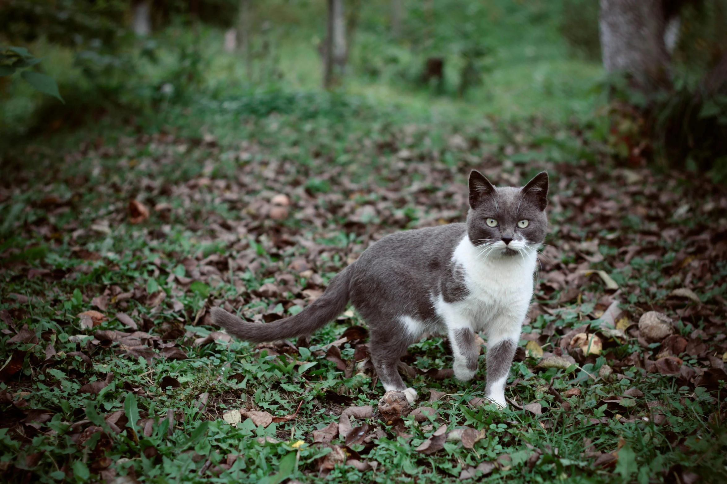 cat walking on the ground outside in the woods