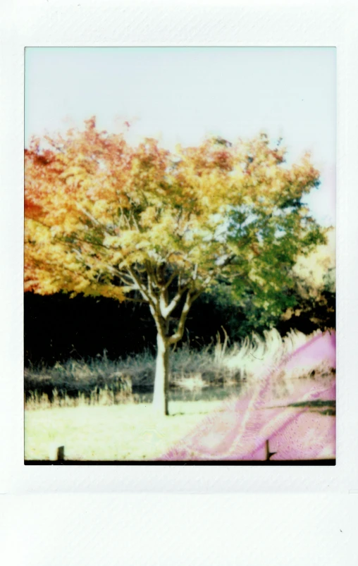 an autumn scene with a red bench in the foreground and trees in the background