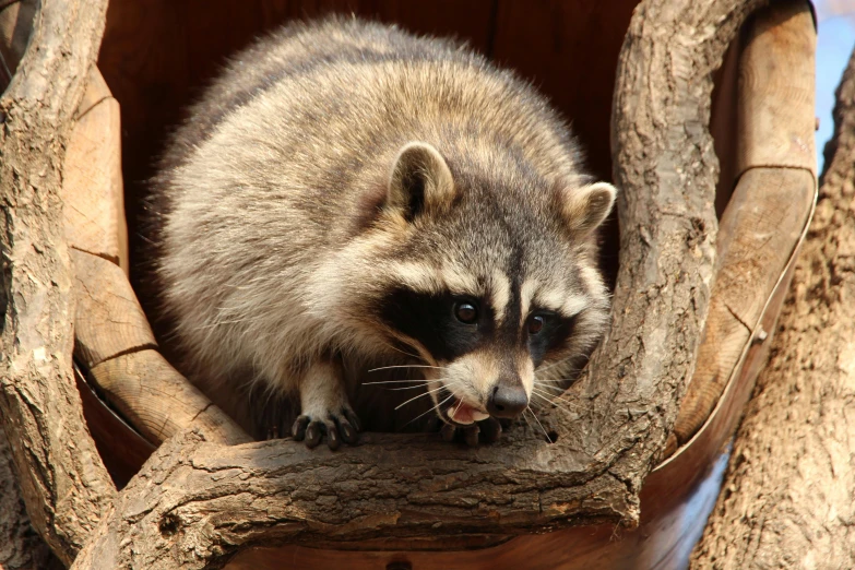 rac sticking its head out of the hole of a tree