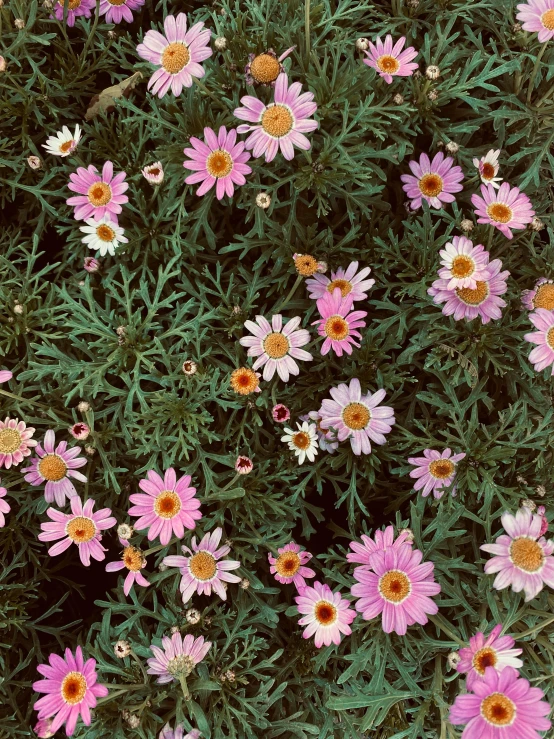 an overhead view of purple daisies growing in the field