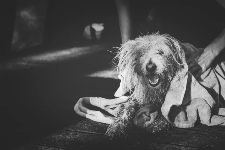 dog laying on his owner's lap near another person