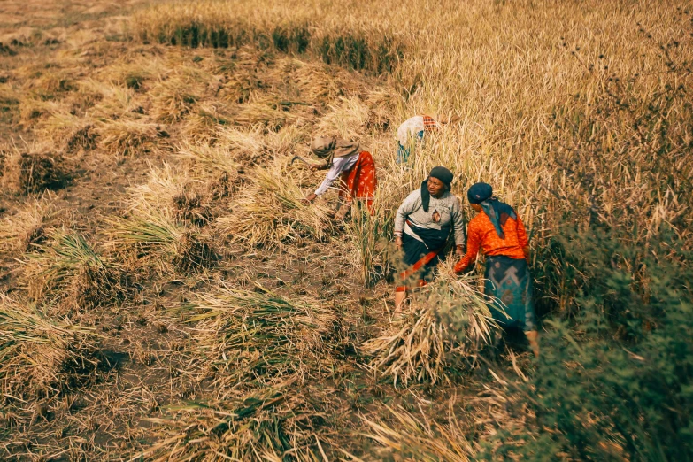 some people in a field of grain