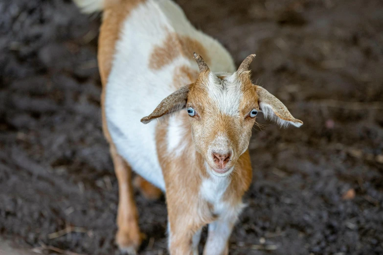 a brown and white goat looking at the camera