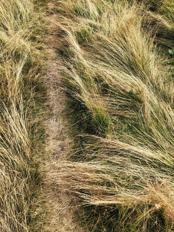 this picture shows grass moving with its growth