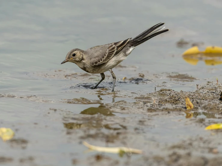 a bird with its wings extended standing in shallow water