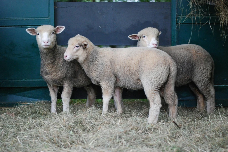 three lambs are standing together in an enclosure