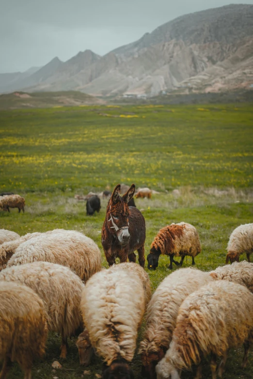 a herd of sheep grazing in an open field