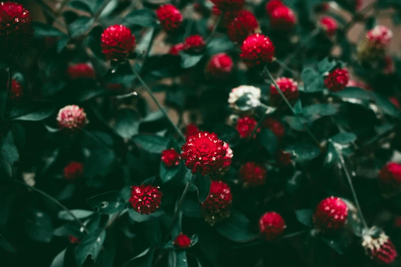 a plant with flowers growing out of it