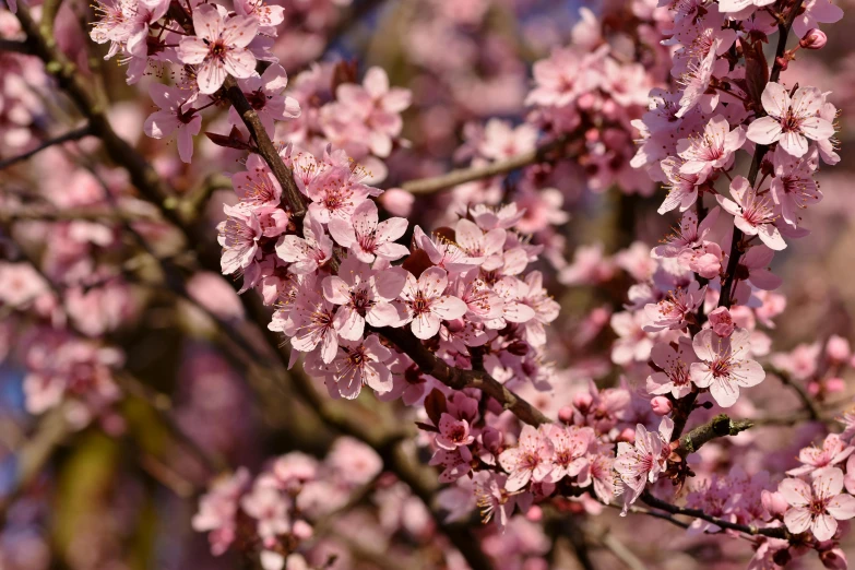 pink flowering tree nch close up on sunny day