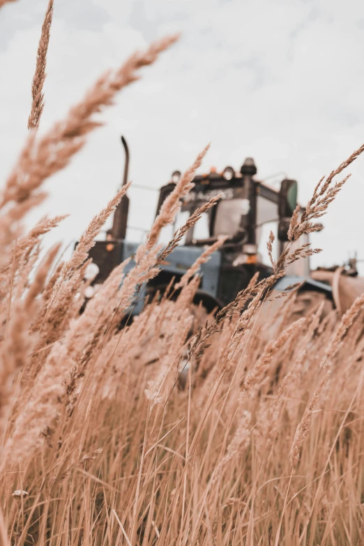 some tall grass with a tractor in the background