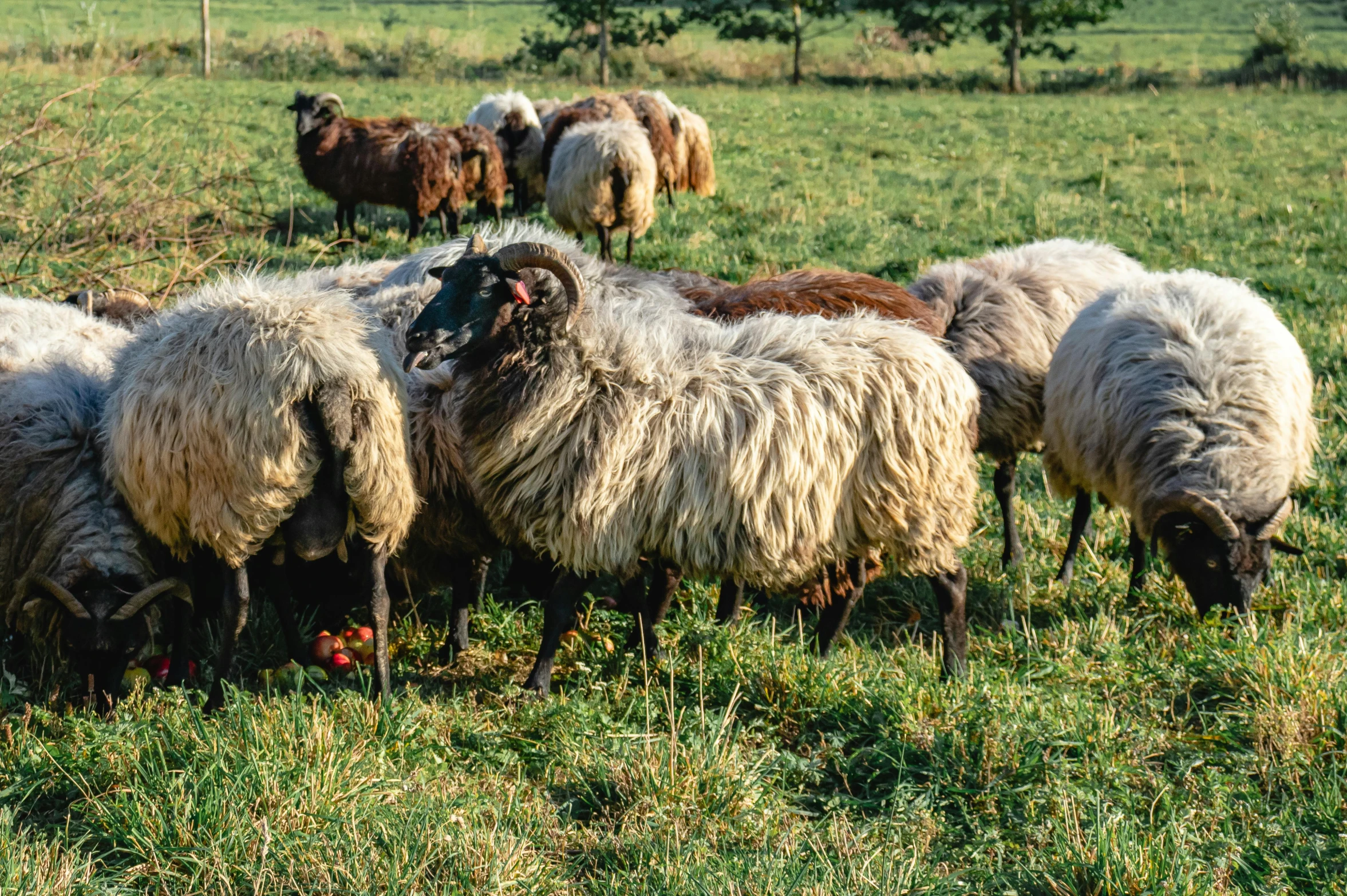 there are sheep standing in the grass together