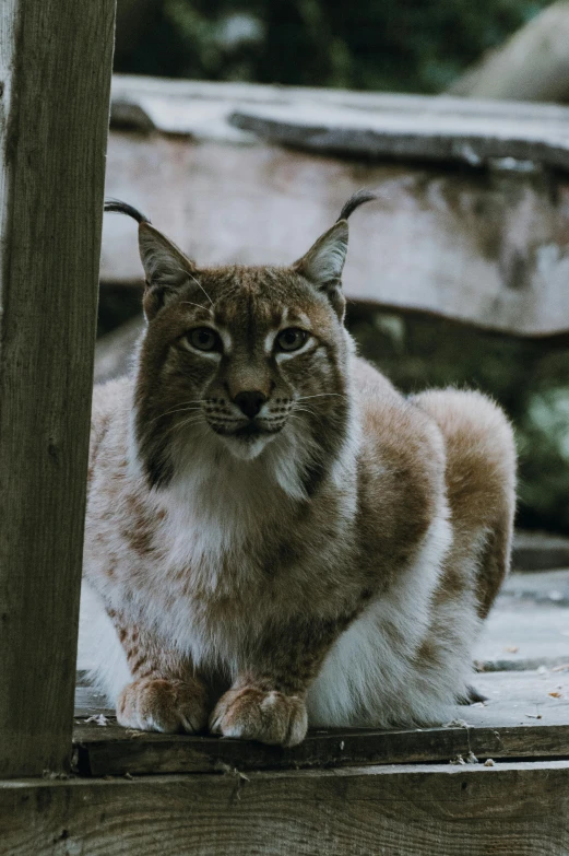 the lynx is laying on a platform, its head turned