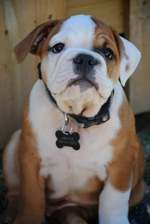 an adorable brown and white dog laying on the ground