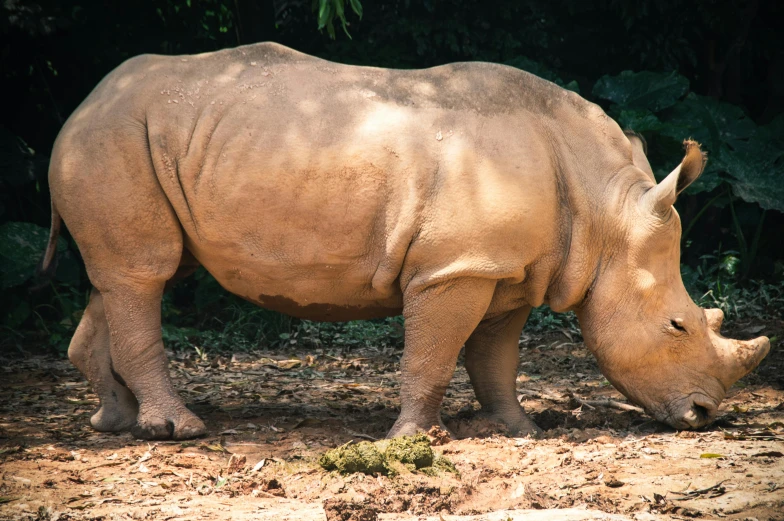 a large rhino with it's trunk in the dirt