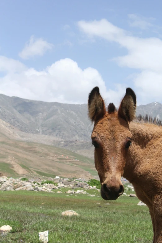 brown horse staring at soing near its mouth