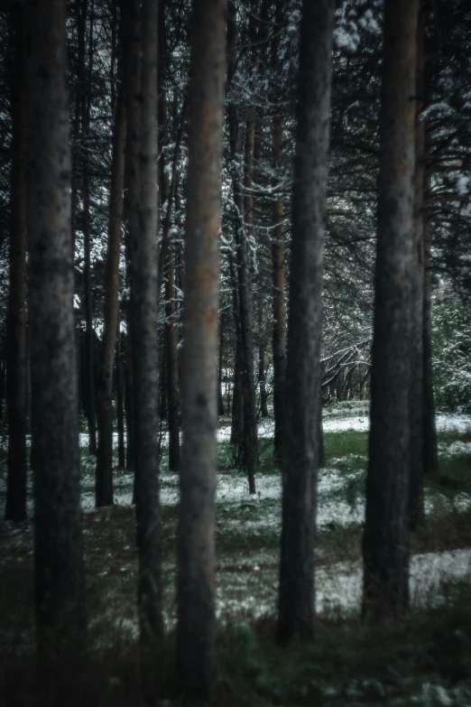 a forest filled with lots of green and white trees