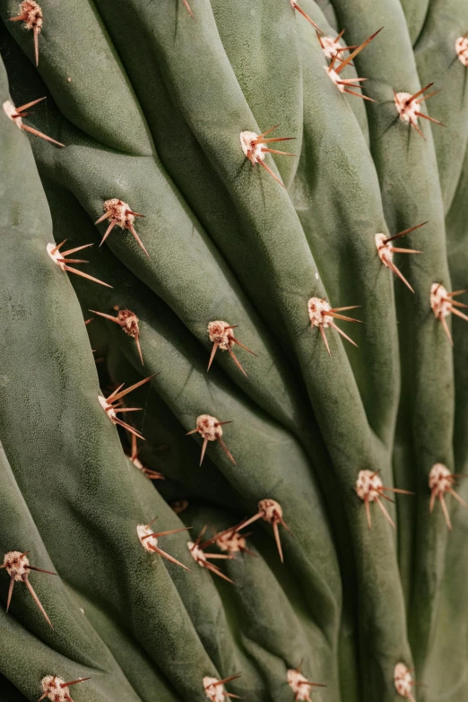 a close up view of a cactus's needles