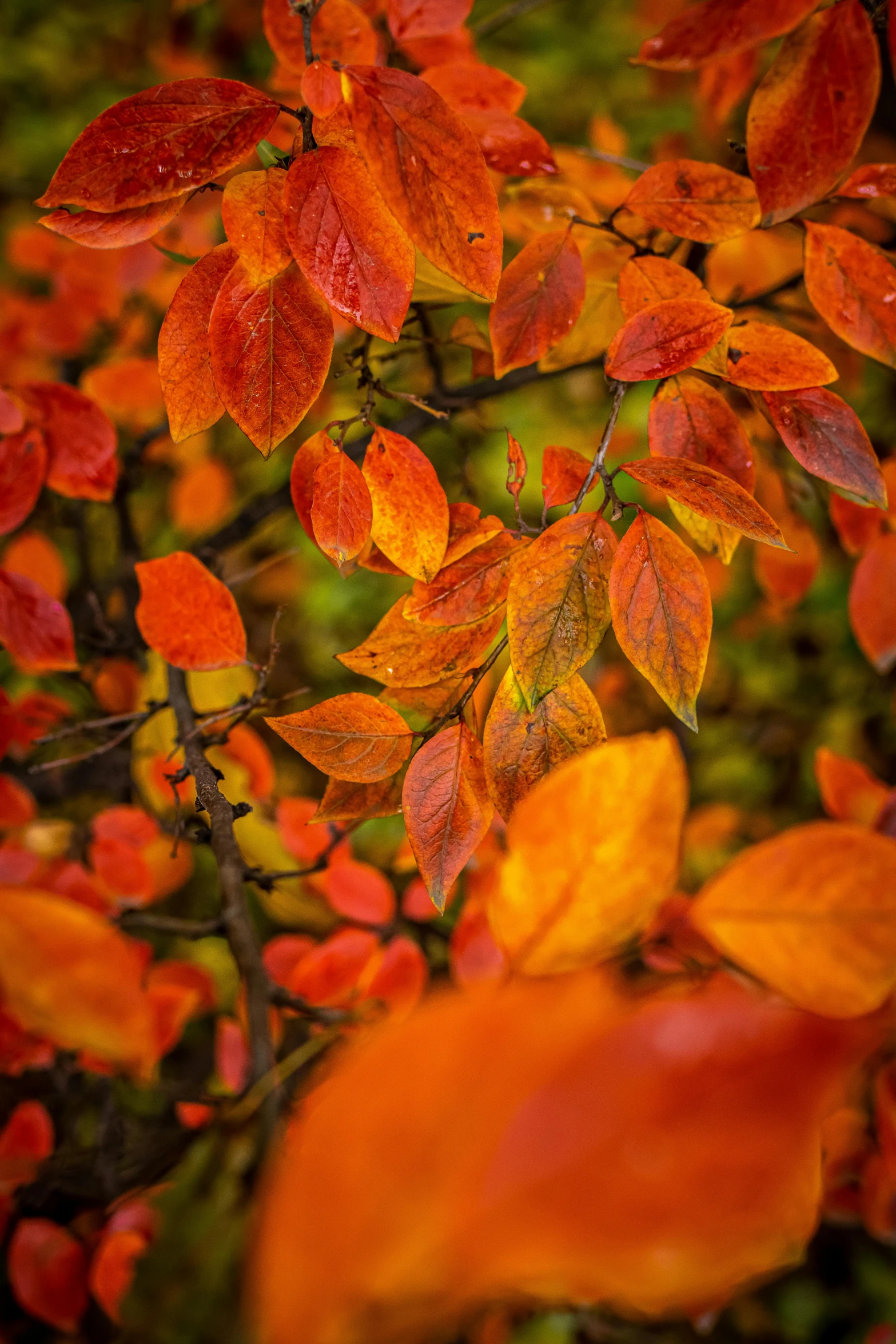 a tree that has some leaves on it