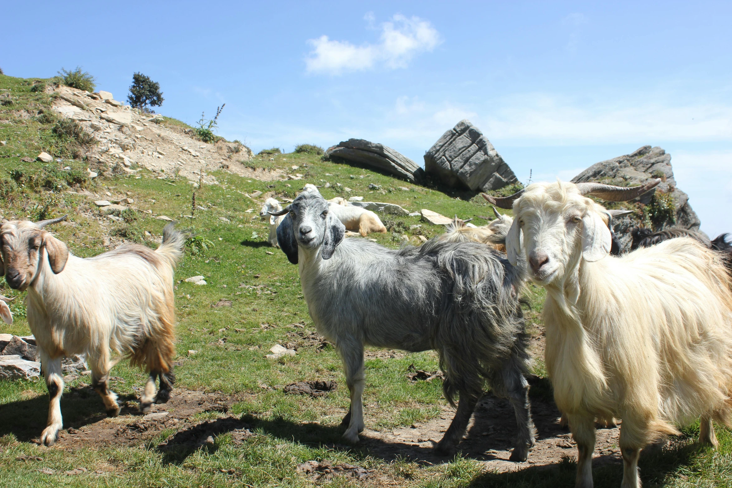 some sheep stand next to a rock face on a hill