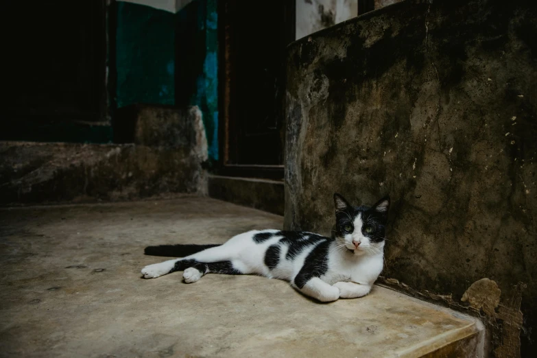 a cat sitting on top of a cement floor near a wall