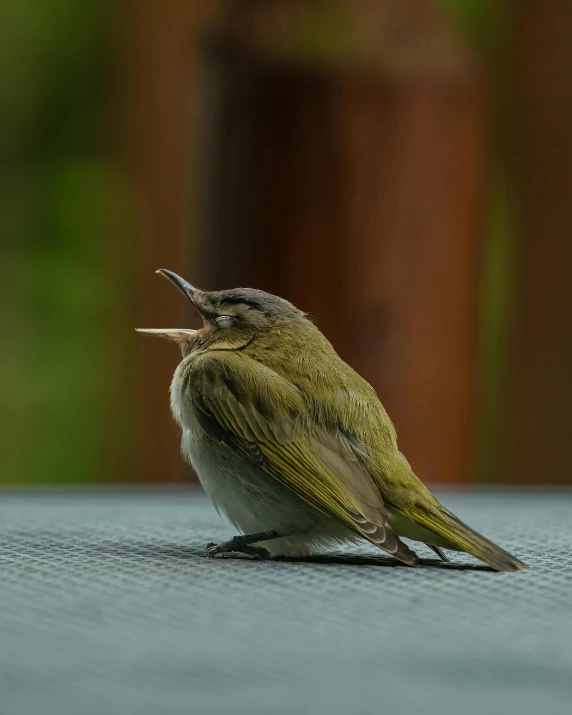 a bird that is on the ground with its mouth open