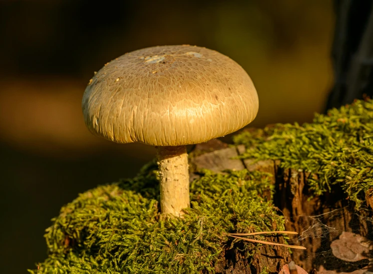 a mushroom that is on a tree stump