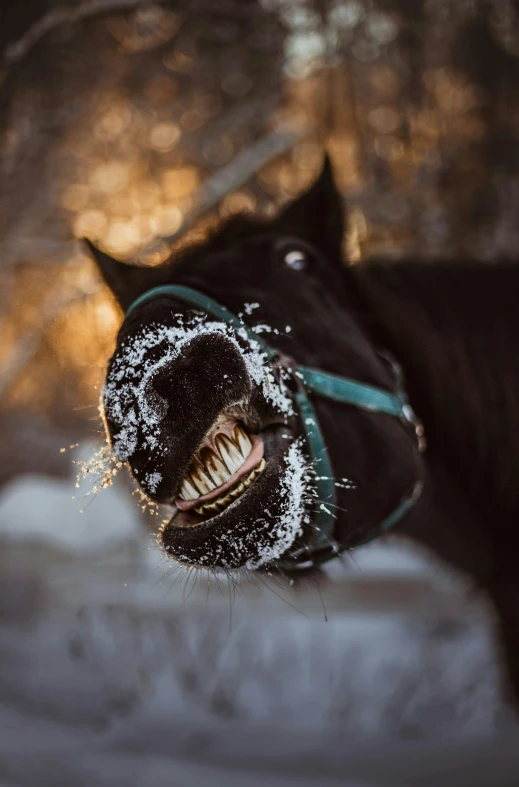 a horse showing its teeth with it's mouth covered in snow