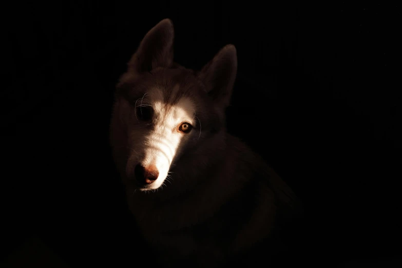 a dog that is in the dark with its head looking