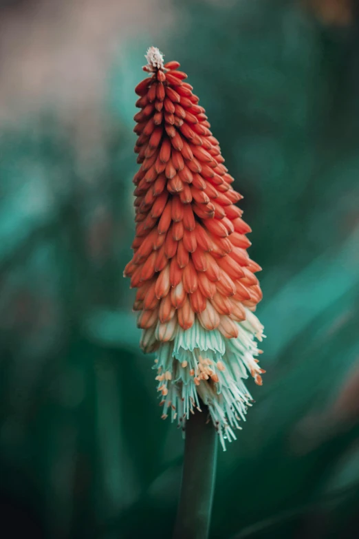 closeup of an orange and white flower blooming on a plant