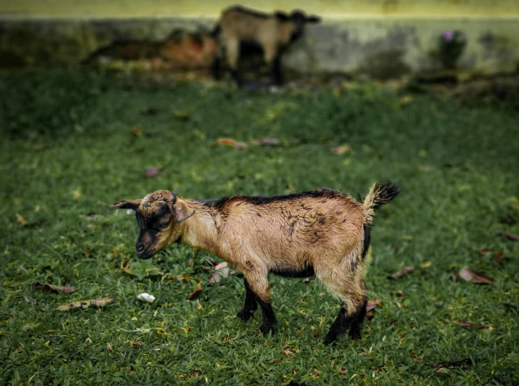 the baby goat is walking around in the yard