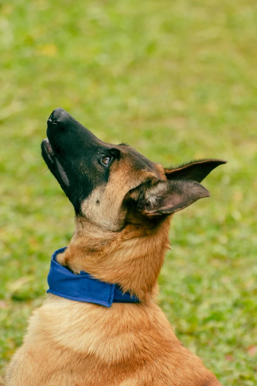 the dog is sitting in the grass looking up