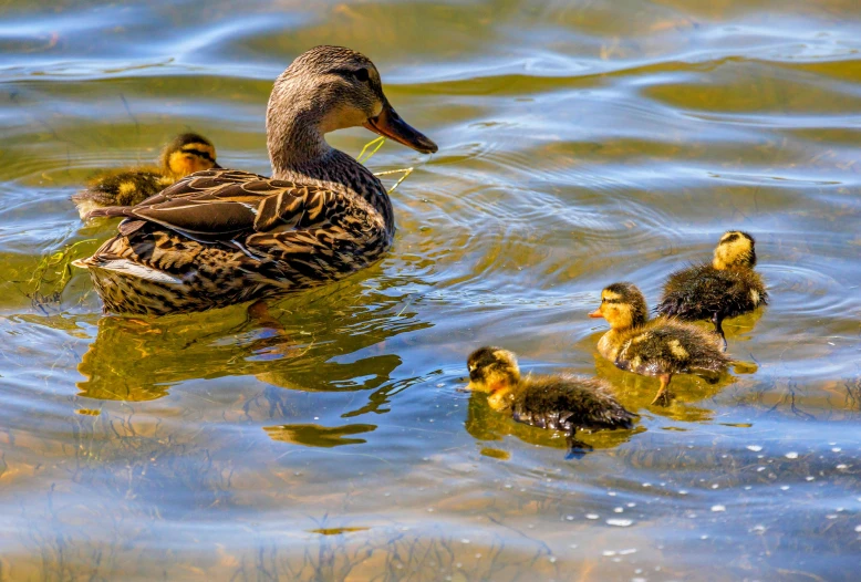 a couple of ducks and some little ducks in the water