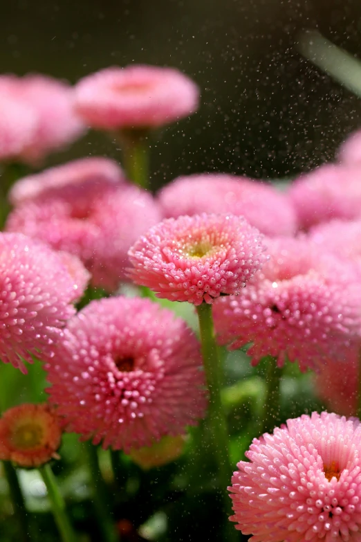 pink flowers with water droplets falling on them