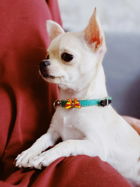 small chihuahua sitting on couch looking at camera