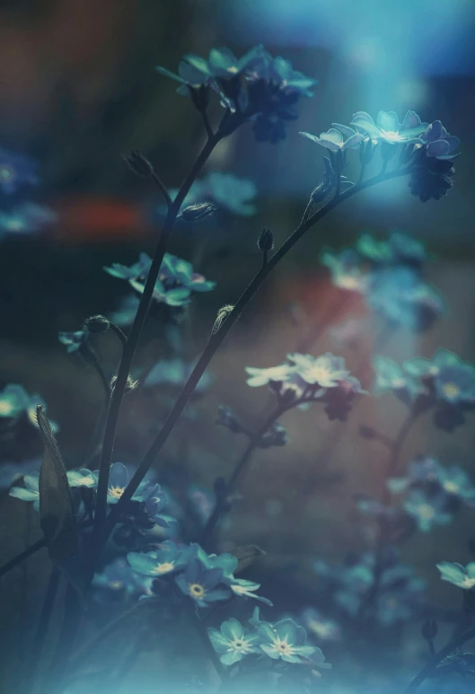 a group of small blue flowers with bright sunlight behind them