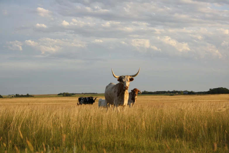 two cows with huge horns sitting on the tall grass in a field