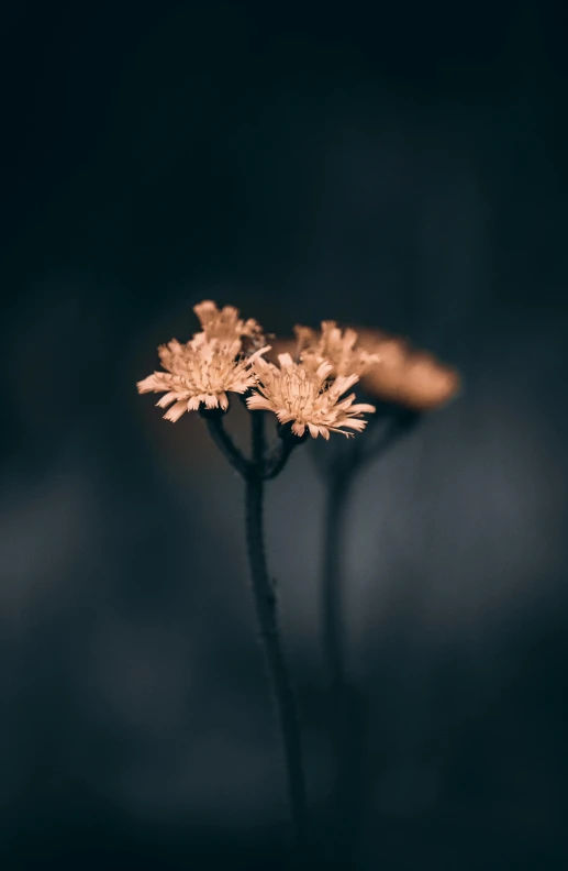 this po depicts an almost dead flower in the dark