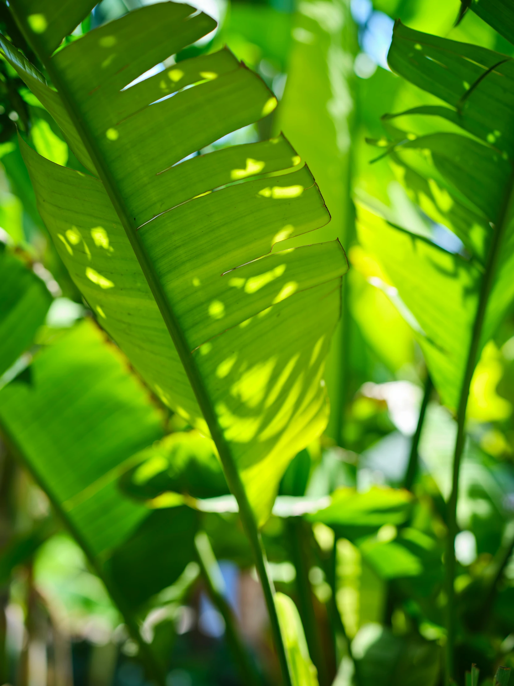 the leaves of a banana plant in sunlight