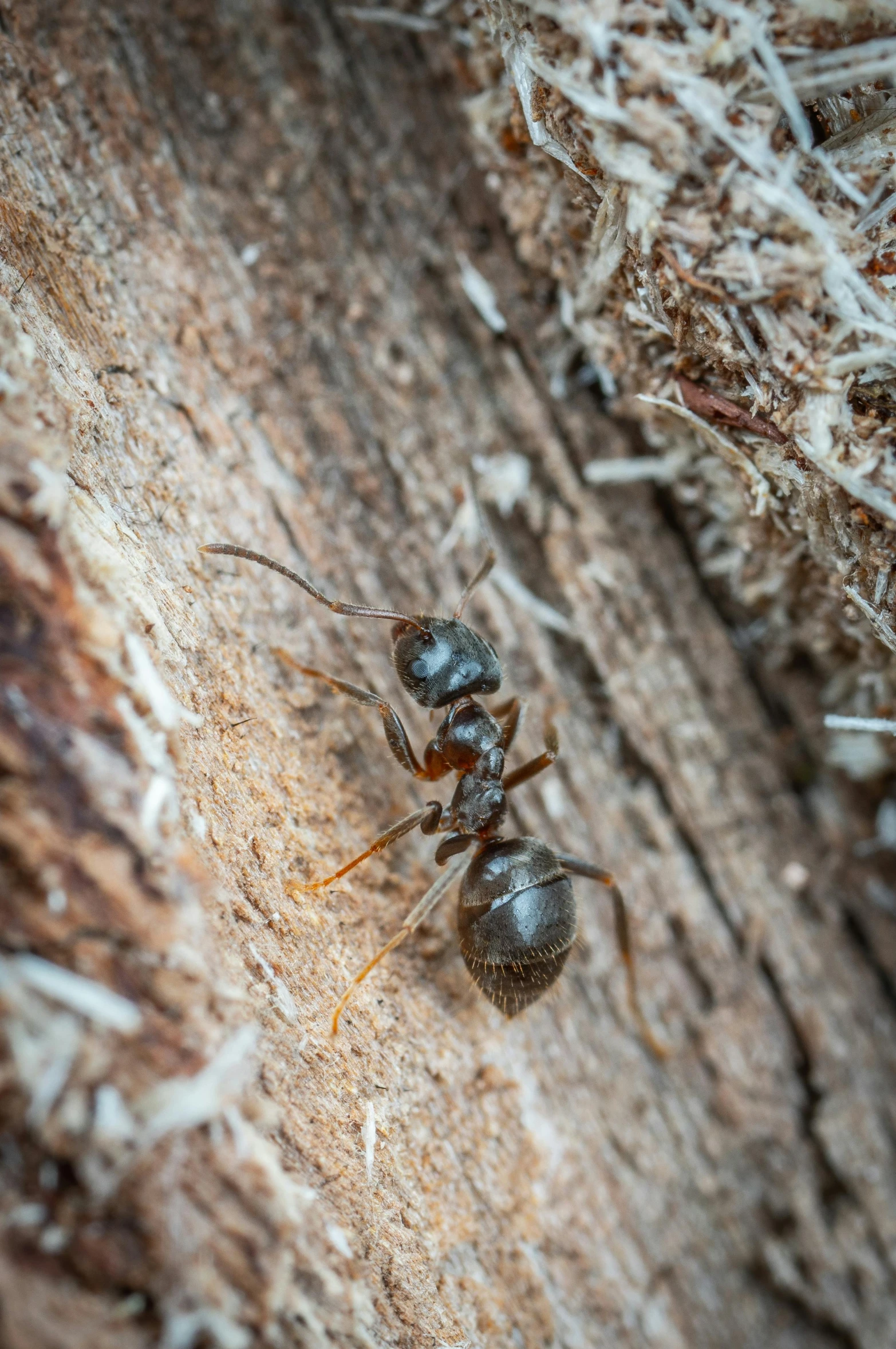 two ants are standing on the wooden