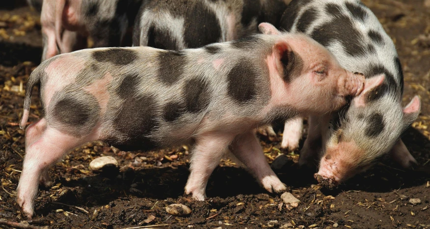 three young piggies in muddy brown dirt area